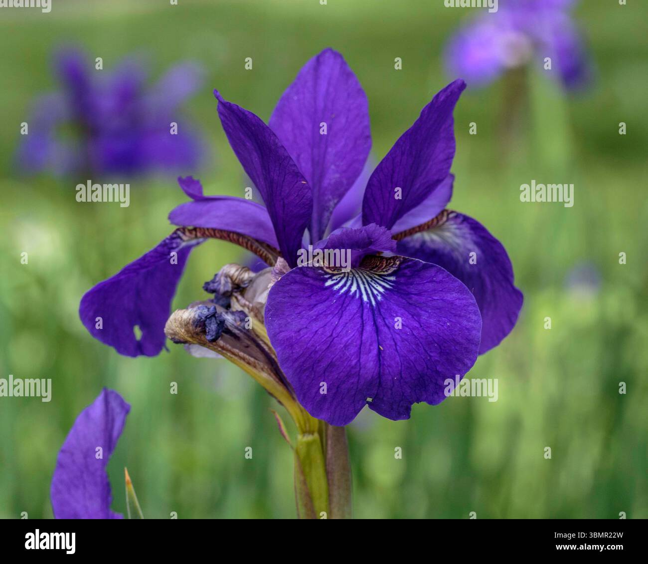 Japanese Iris blooming in the front garden in the morning Stock Photo ...