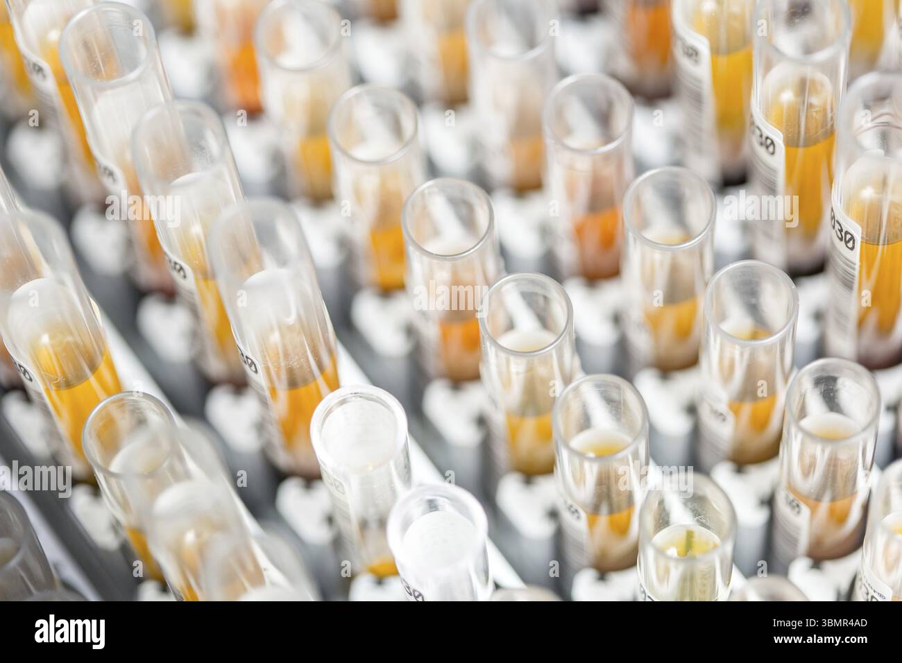 Laboratory glass test tubes filled with orange liquid for an experiment ...