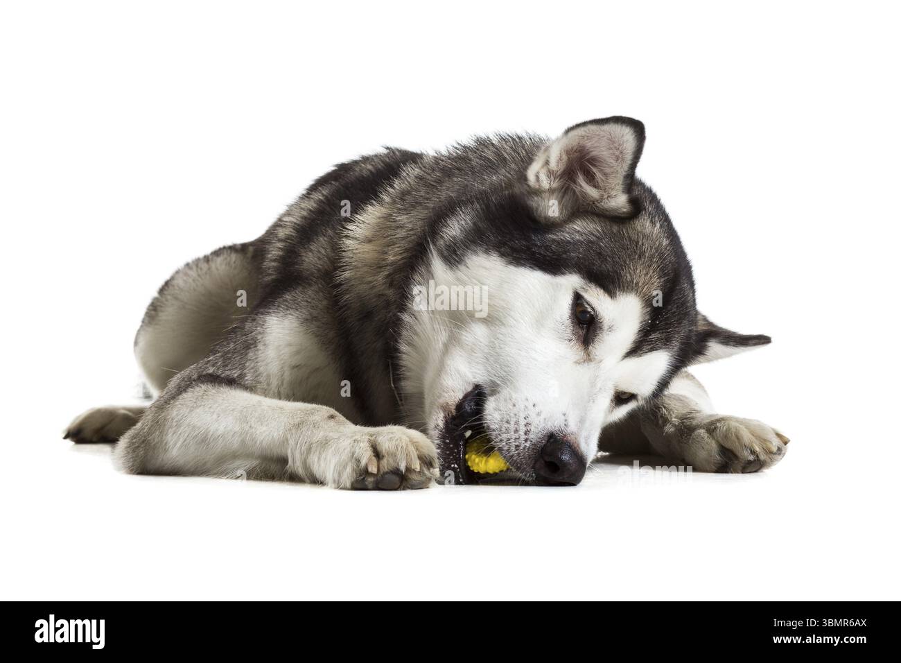 Alaskan Malamute sitting in front of white background. Dog lying on the ...
