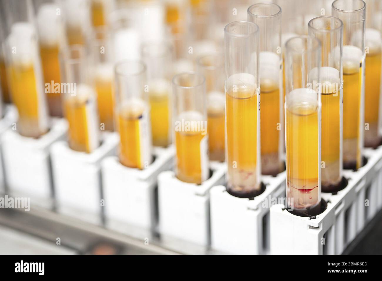 Laboratory glass test tubes filled with orange liquid for an experiment ...