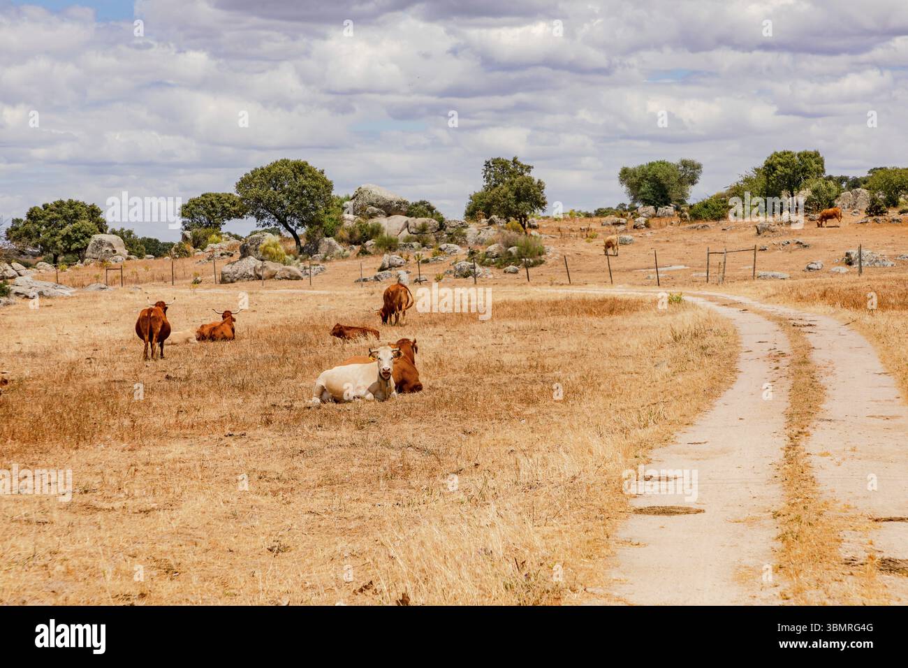 Viehhaltung auf trockenen Feldern mit Olivenbaeumen und Felsen im heissen Alentejo, Portugal, Europe Stock Photo