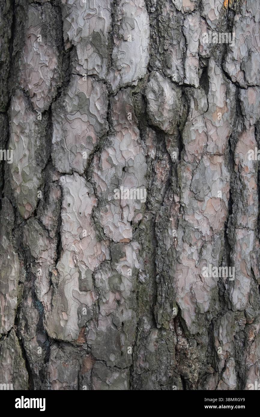 Pine bark is thick and rough. Tree bark texture. Stock Photo