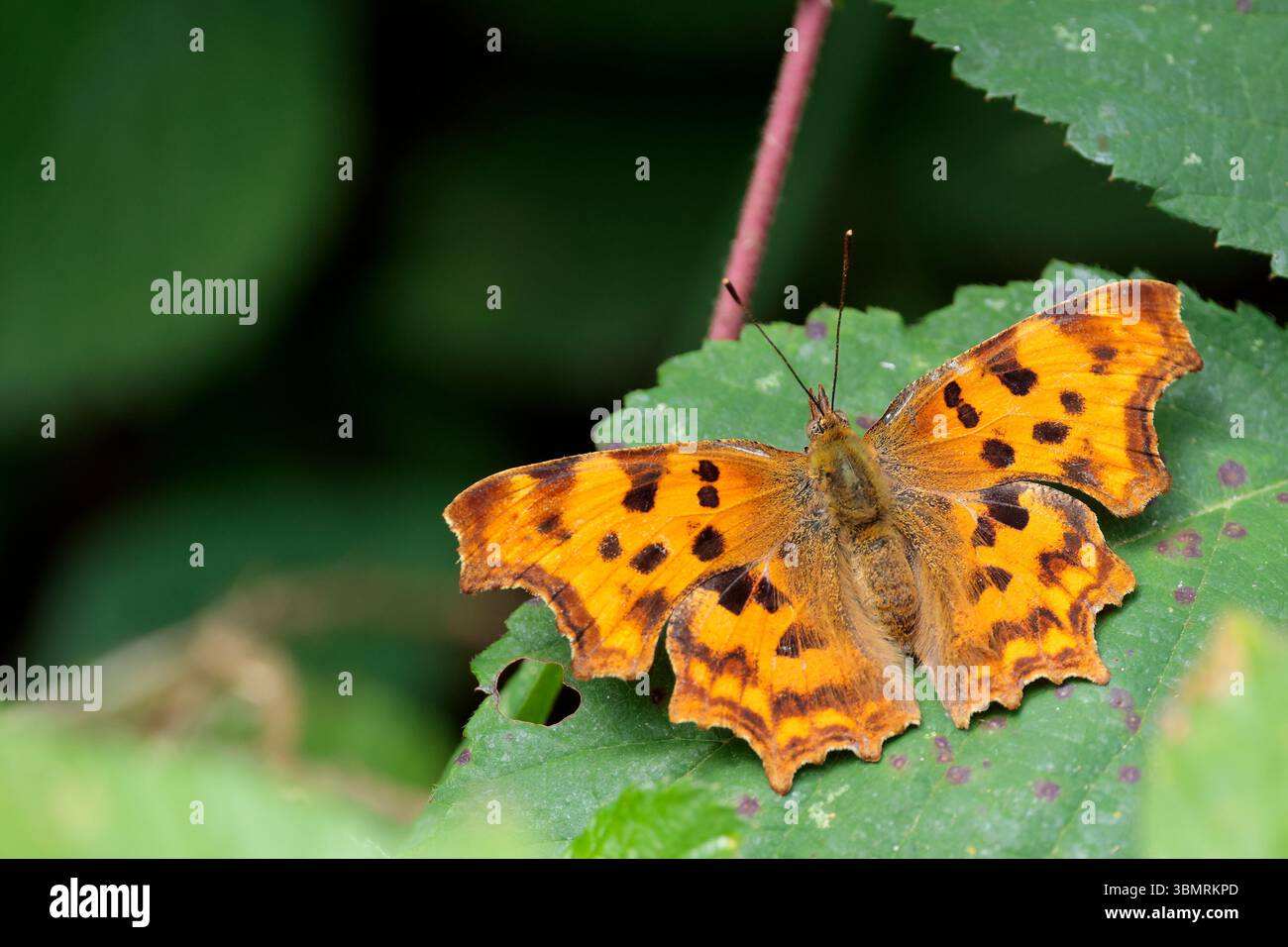 Orange brown upperwings with dark markings hi-res stock photography and ...