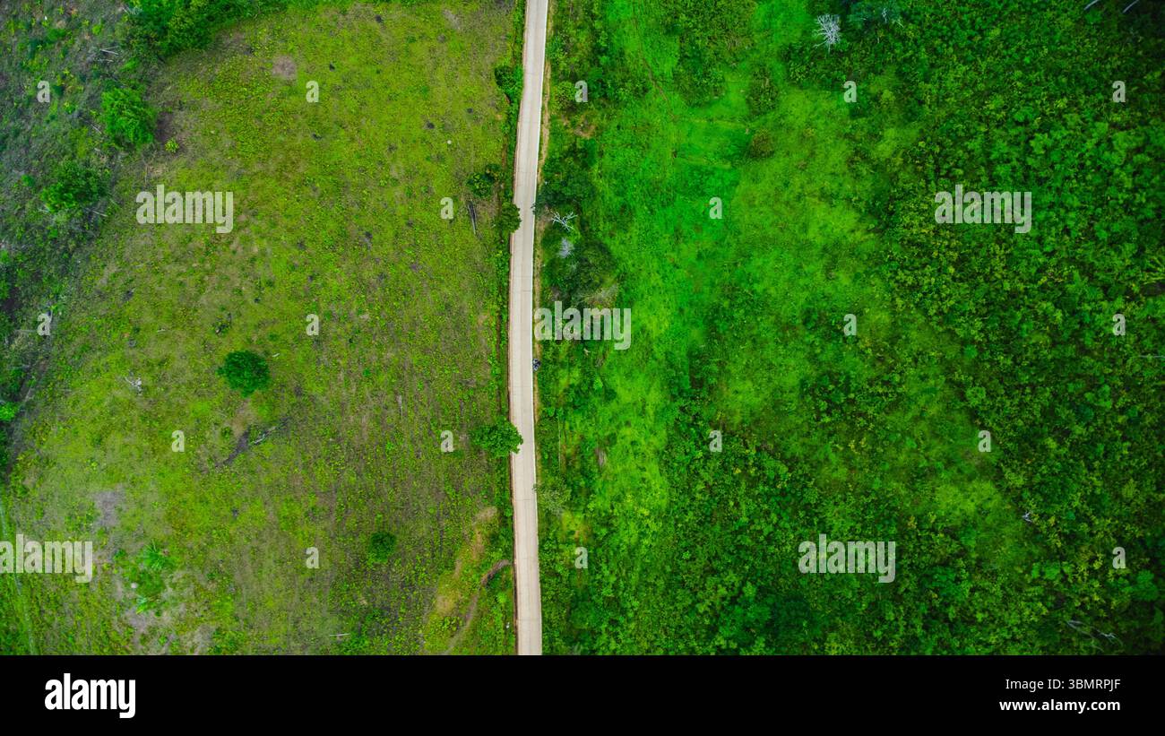 Aerial view of a road surrounded by forest on a foggy morning in the ...