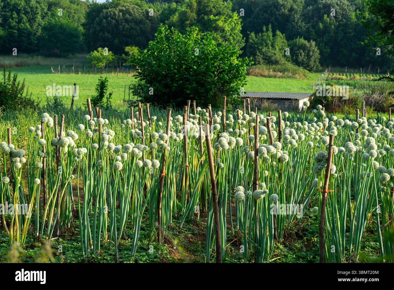 green onion blooming in garden bed, flowering scallion. Stock Photo