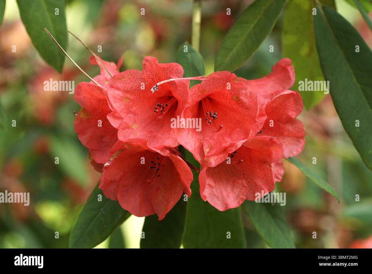 rhododendron inmultire Minnetonka Rhododendron