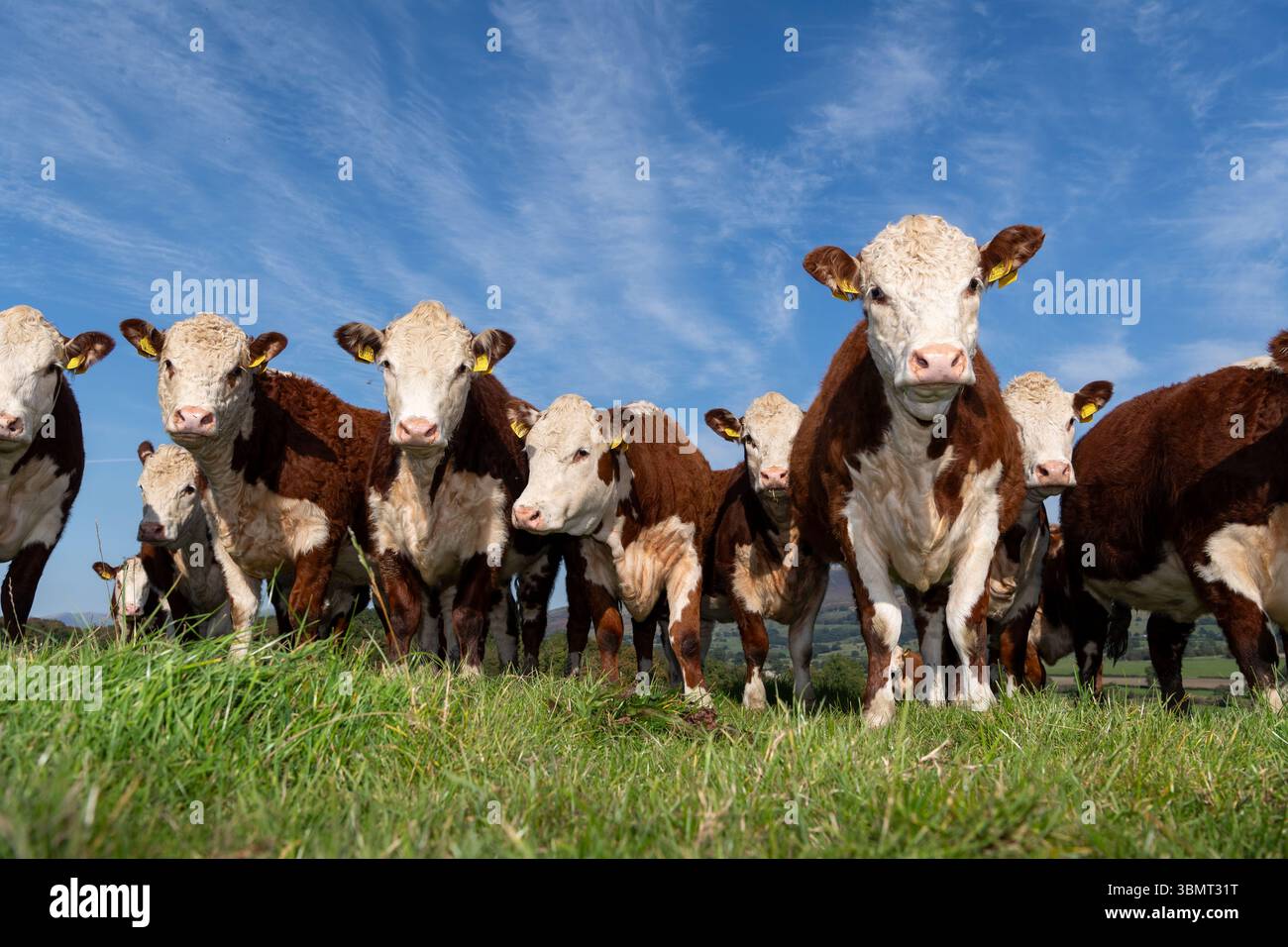 Herd of Hereford heifers in an upland pasture, Cumbria, UK Stock Photo ...
