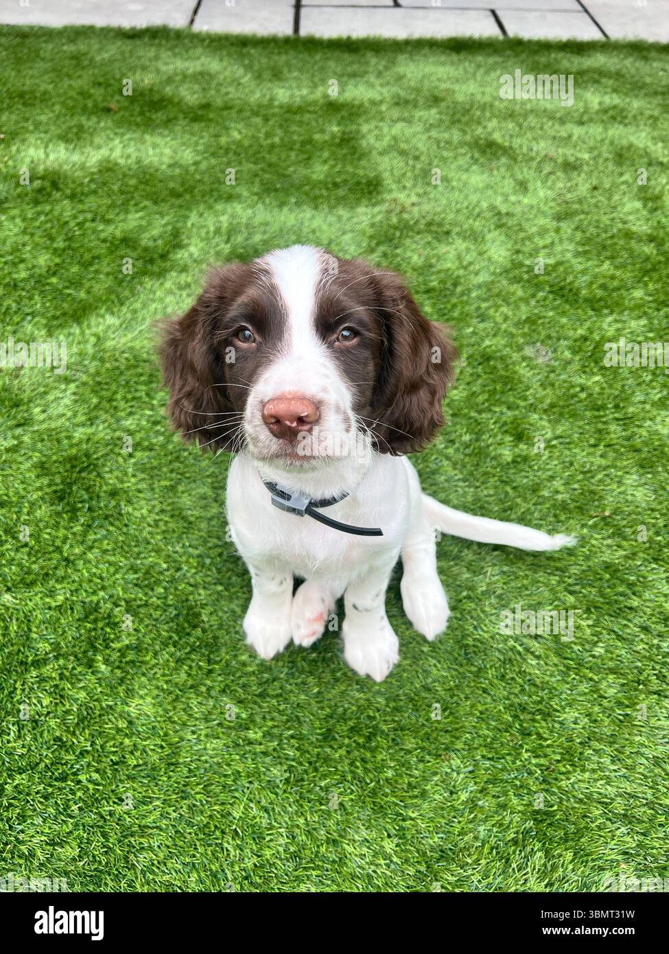Springer spaniel puppy looking directly into the camera looking cute - Smartphone Captured Stock Image