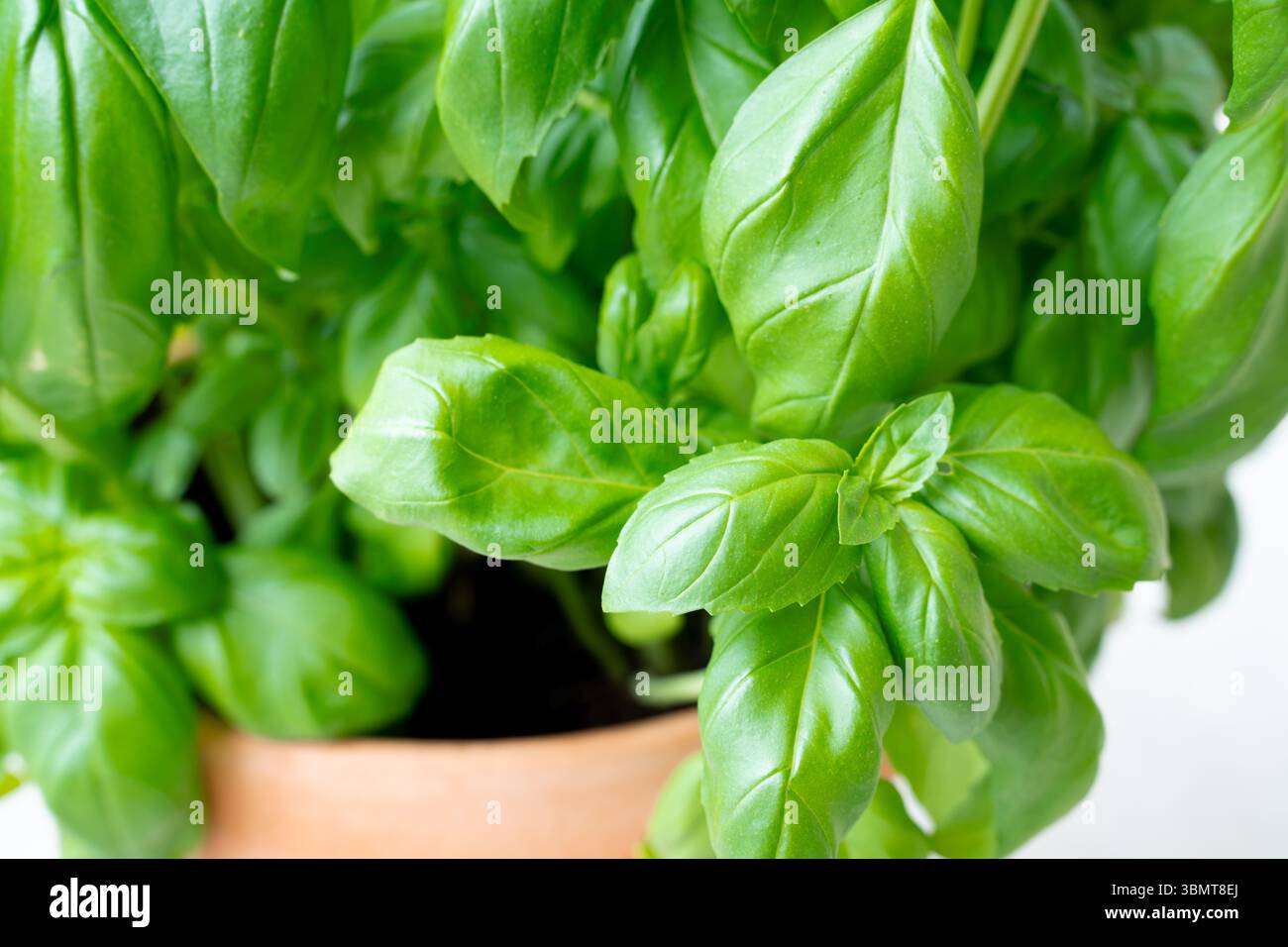 Fresh basil plant with green leaves for green potted herbs culinary concept Stock Photo
