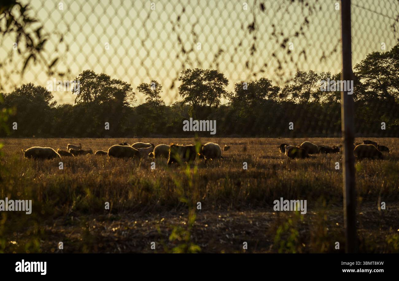 Flock of sheep in field Stock Photo - Alamy