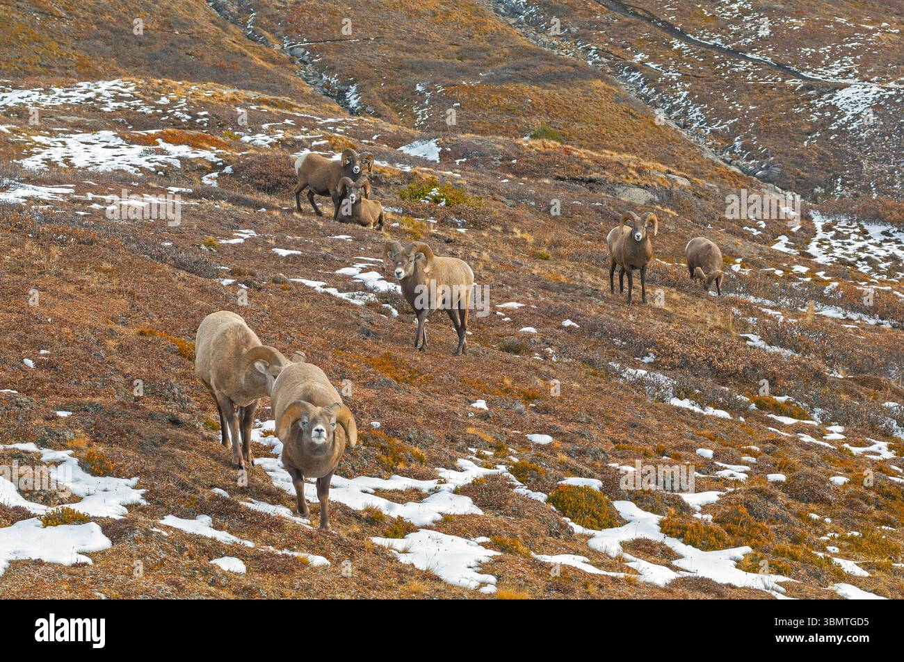 Mature bighorn rams (Ovis canadensis) on a ridge in a high mountain pass in Jasper National Park, Alberta, Canada. Stock Photo