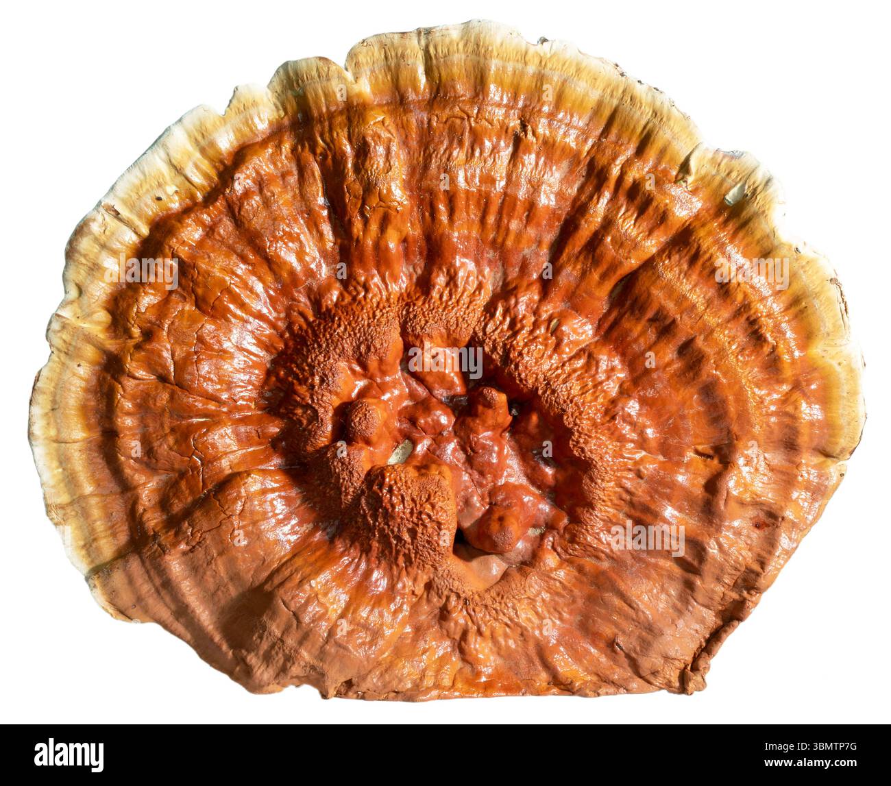 No biodiversity Cut Out Stock Images Pictures Alamy No biodiversity Cut Out Stock Images Pictures Alamy