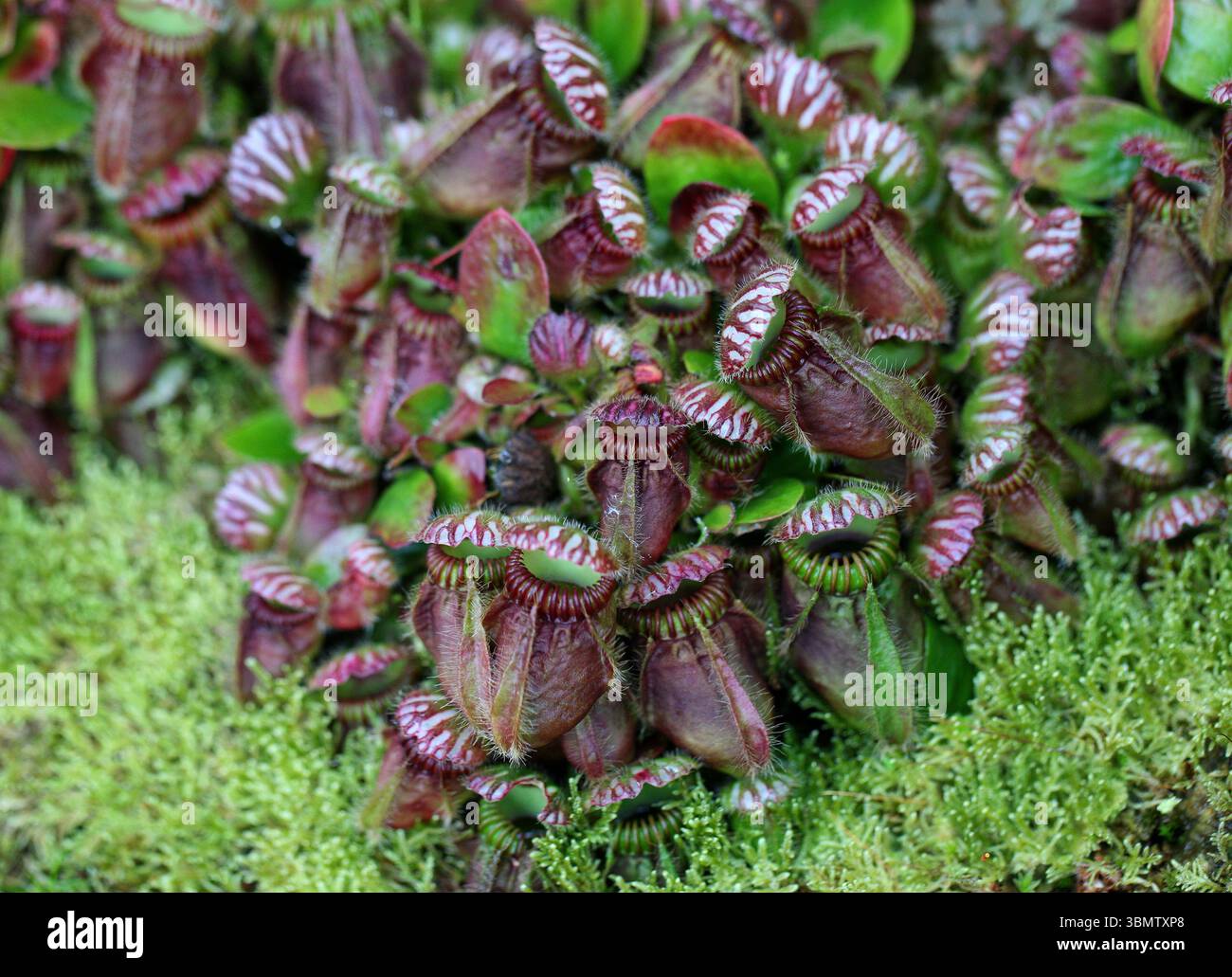 aquarium plants without co2 Aquario Neo Solid No CO2 Tab