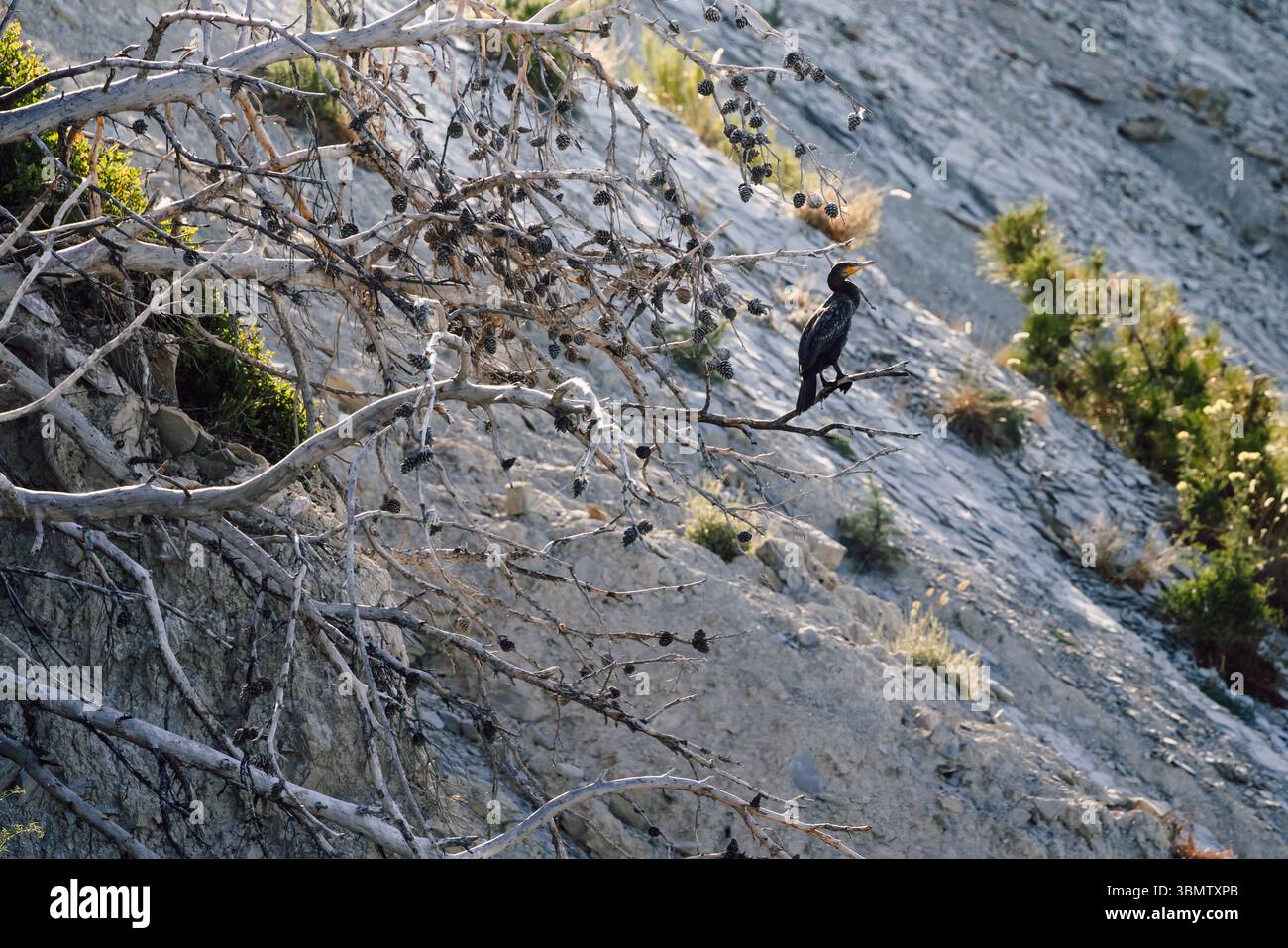 Black swag sea bird sitting on branch Stock Photo