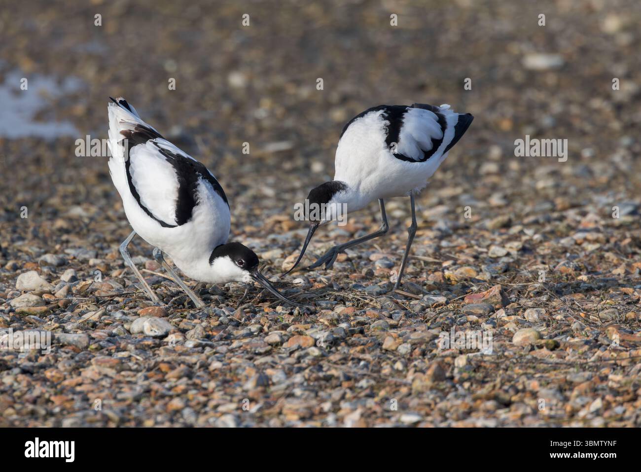 Avocets [ Recurvirostra Avosetta ] 2 birds displaying at RSPB ...