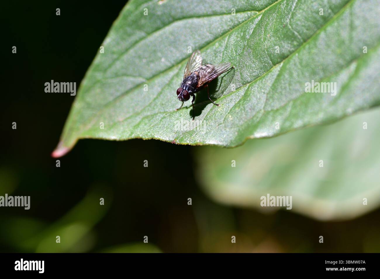 Macro close-up of a house fly (Musca domestica) resting on a vibrant green leaf. Detailed view of insect body, wings, and eyes. Concept of nature, pes Stock Photo