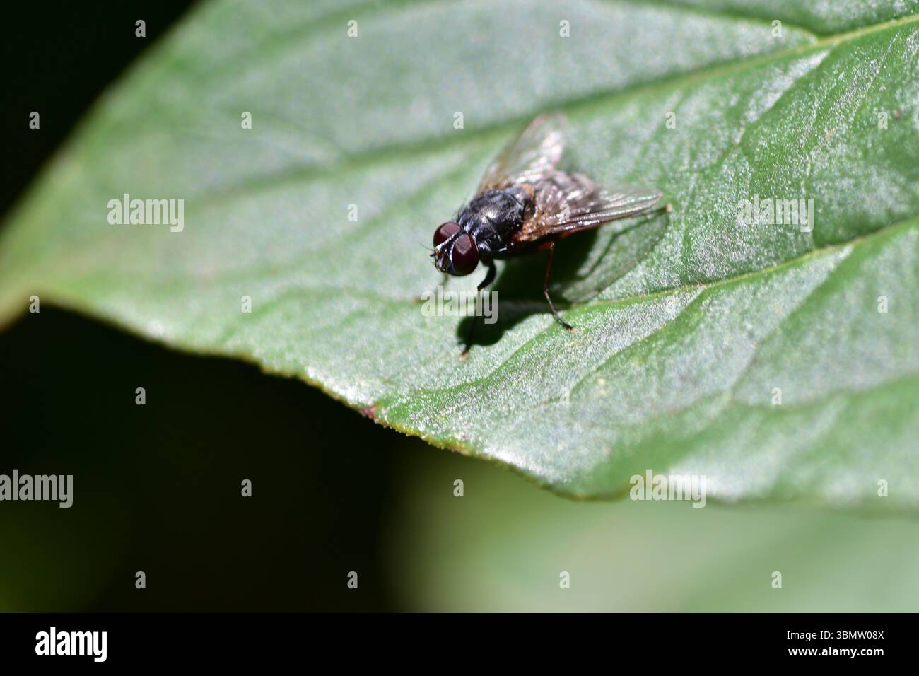 Macro close-up of a house fly (Musca domestica) resting on a vibrant green leaf. Detailed view of insect body, wings, and eyes. Concept of nature, pes Stock Photo