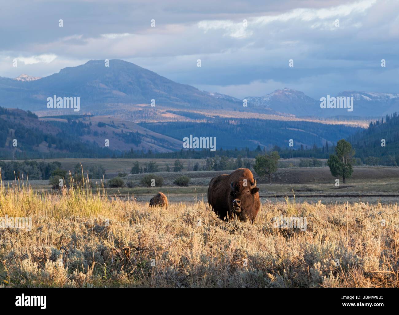American Buffalo (Bison bison) bull. Springtime in Yellowstone National Park, Wyoming, USA. Stock Photo