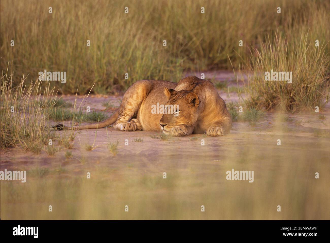 African Lion (Panthera leo). January in Masai Mara National Reserve ...