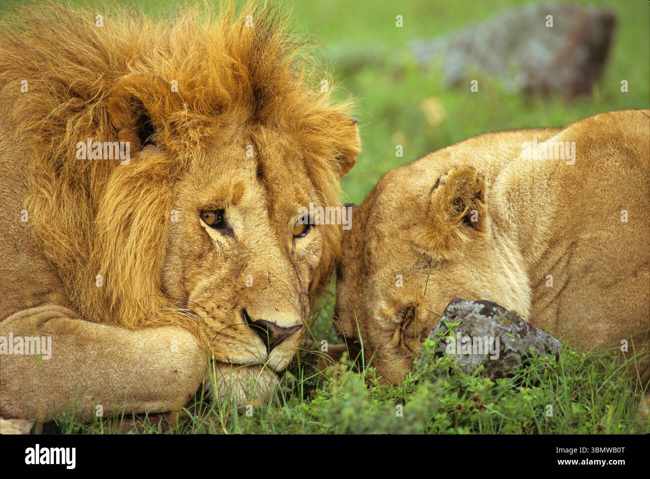 Қыздар оны кискаға береді