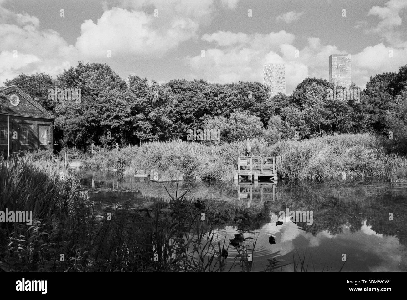 Lavender Pond nature reserve, Rotherhithe, London UK, in monochrome Stock Photo