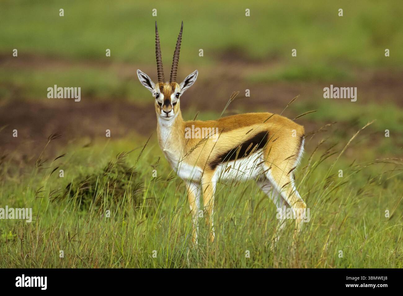 Thomson's gazelle (Eudorcas thomsonii). Masai Mara National Reserve ...