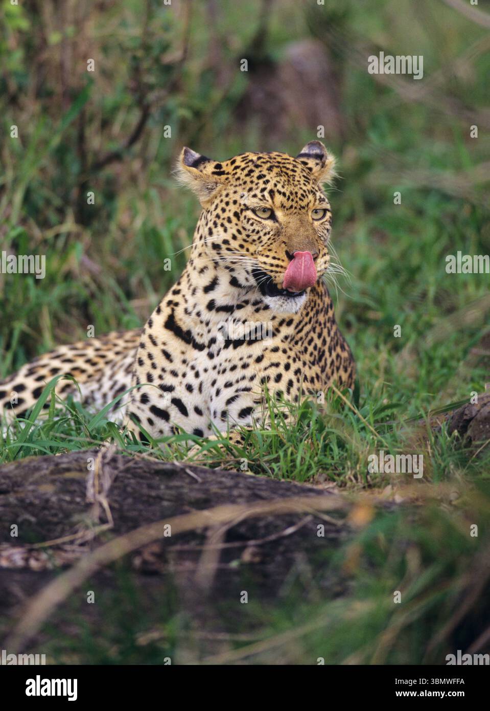 Leopard (Panthera pardus). Masai Mara National Reserve, Kenya, East Africa. Stock Photo
