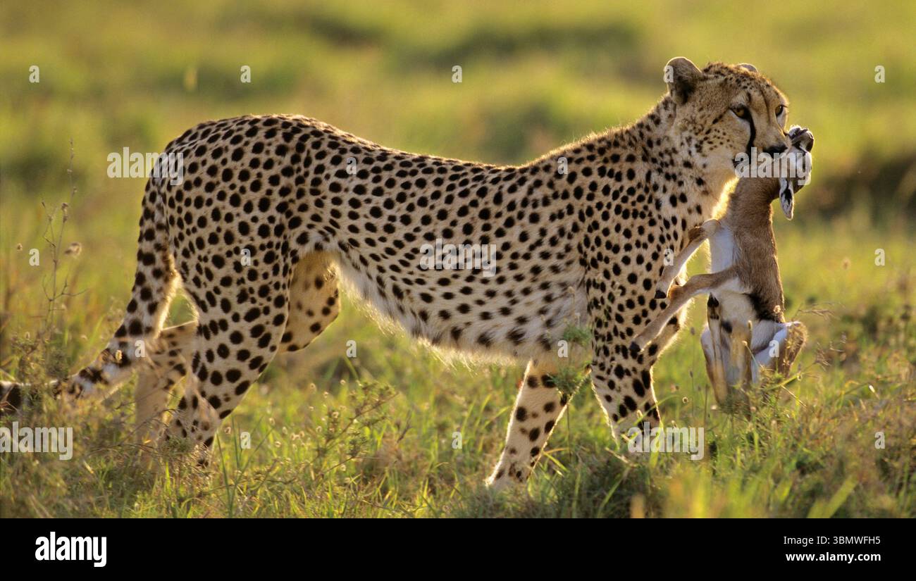 Cheetah (Acinonyx jubatus). Masai Mara National Reserve, Kenya, East Africa with baby Thomson's Gazelle (Eudorcas thomsonii). Stock Photo
