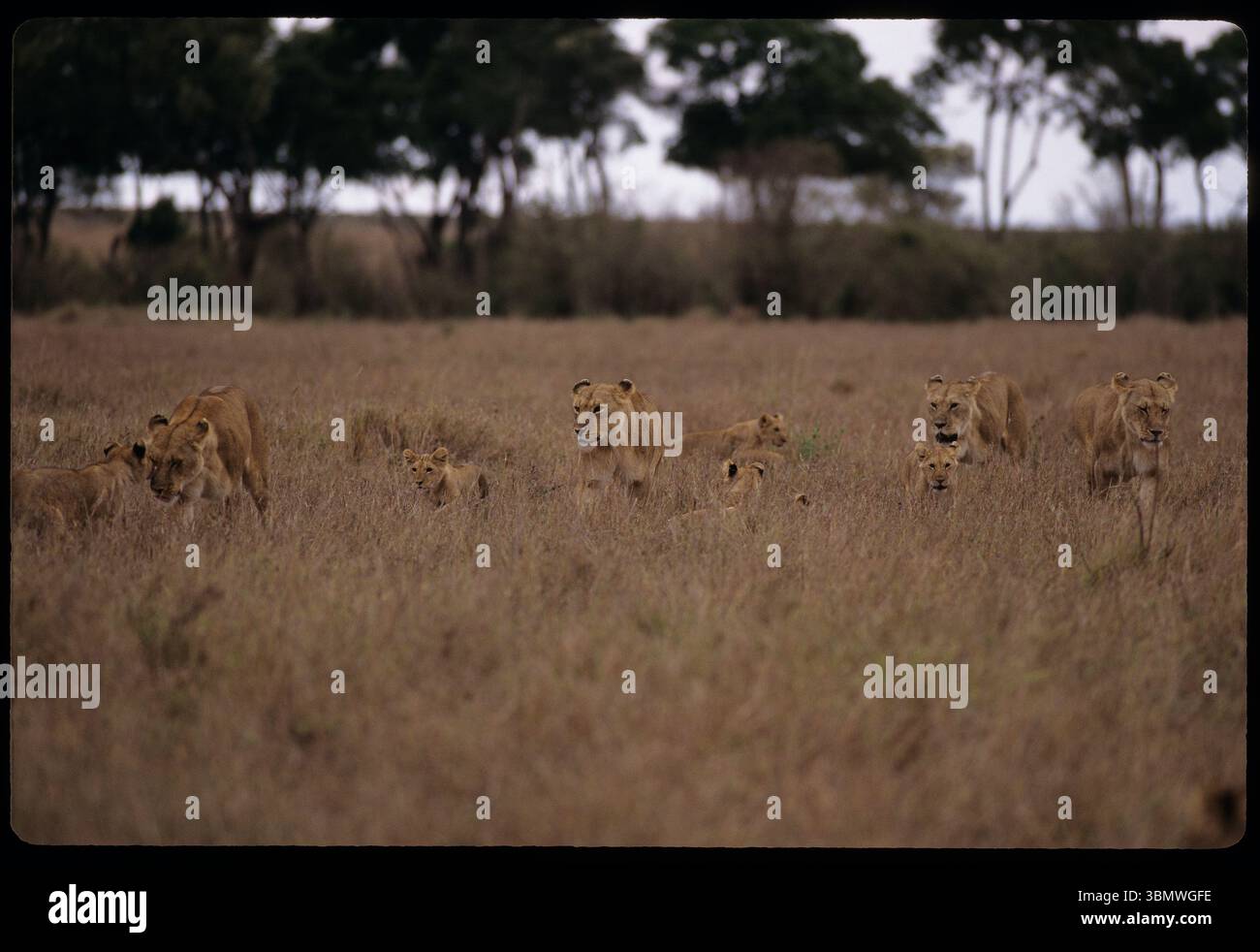 African Lion (Panthera leo).  Masai Mara National Reserve, Kenya, East Africa. Stock Photo