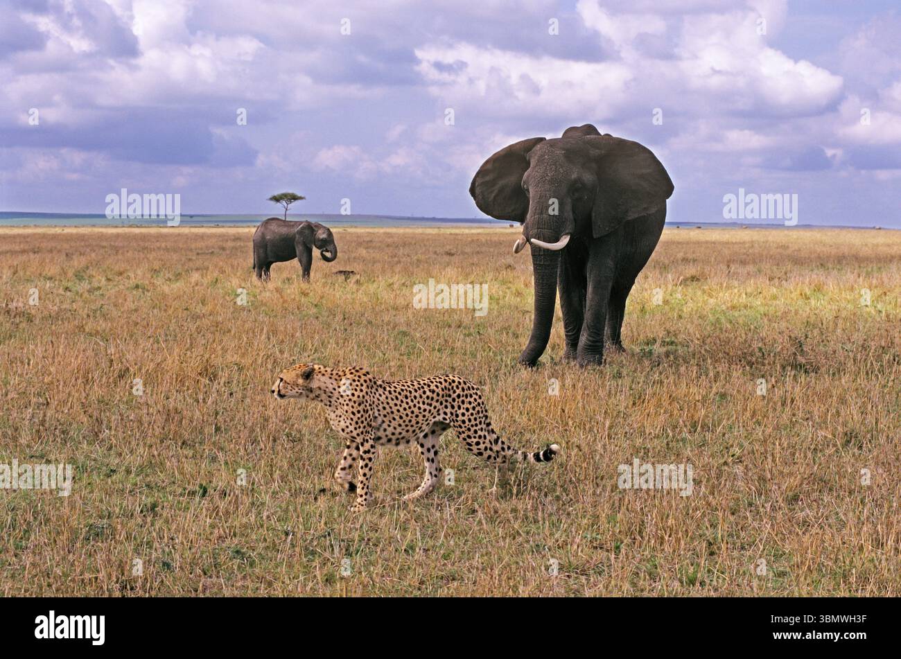 Cheetah (Acinonyx jubatus). African Elephant (Loxodonta africana). Masai Mara National Reserve, Kenya, East Africa. Stock Photo