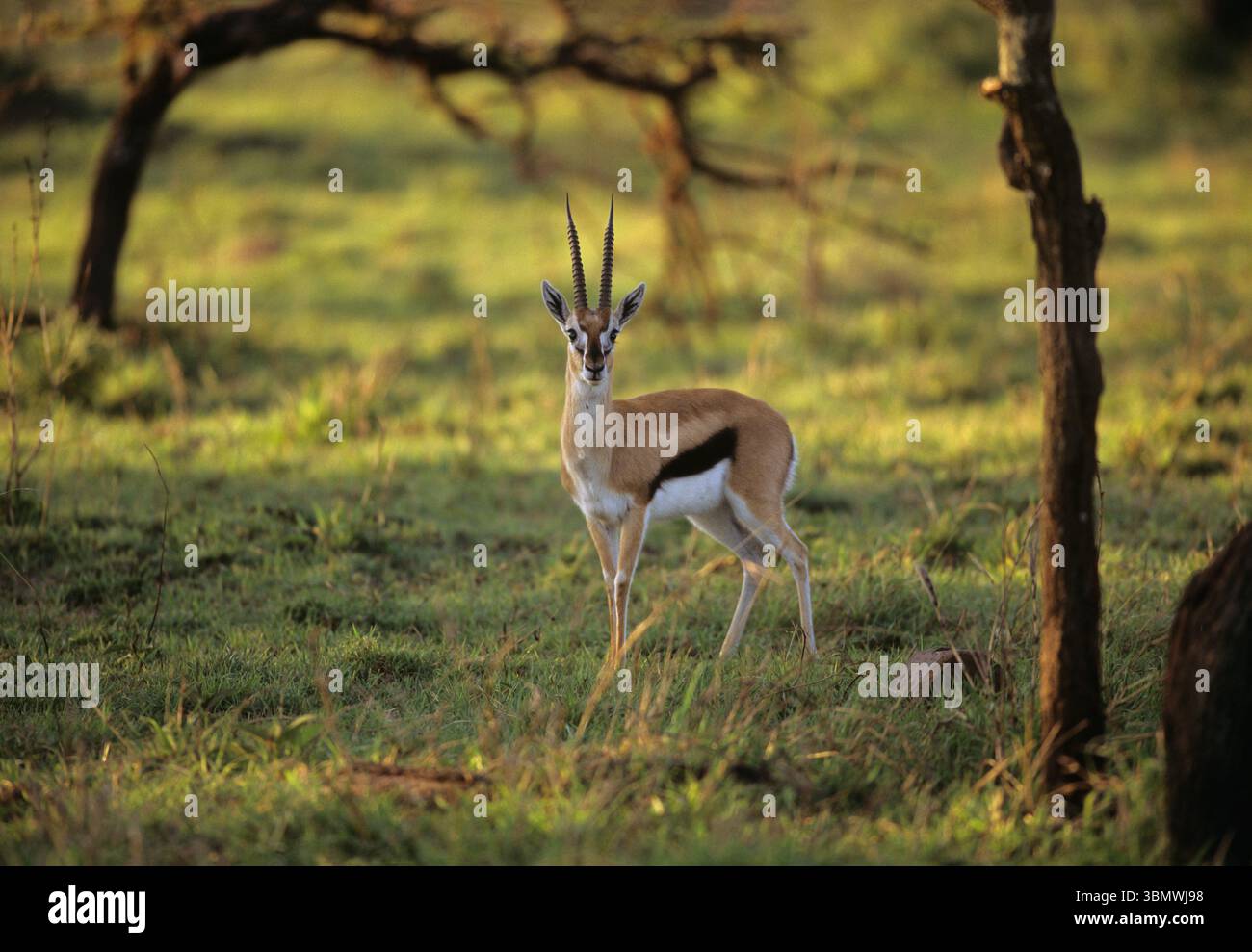 Thomson's gazelle (Eudorcas thomsonii). Masai Mara National Reserve ...