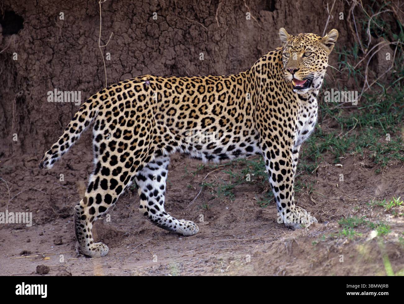 Leopard (Panthera pardus). Masai Mara National Reserve, Kenya, East Africa. Stock Photo
