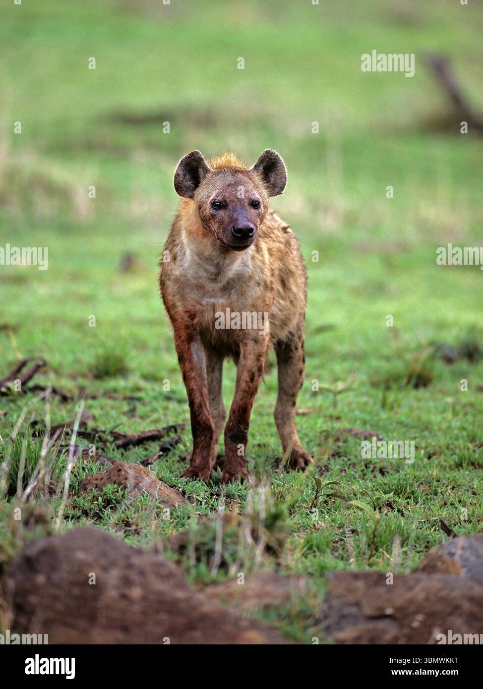 Hyenas africa hi-res stock photography and images - Alamy