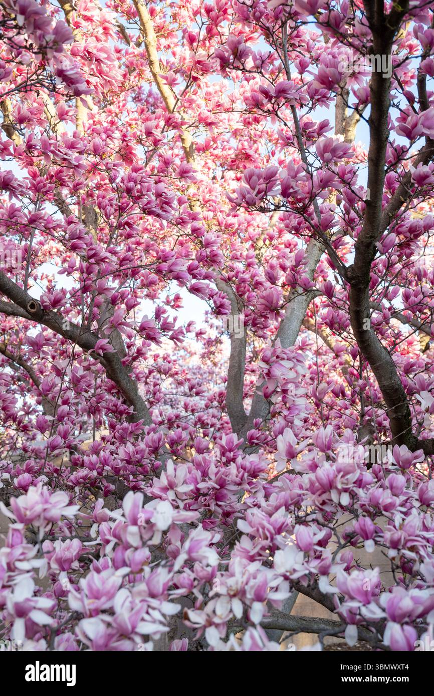 National mall in bloom hi-res stock photography and images - Alamy
