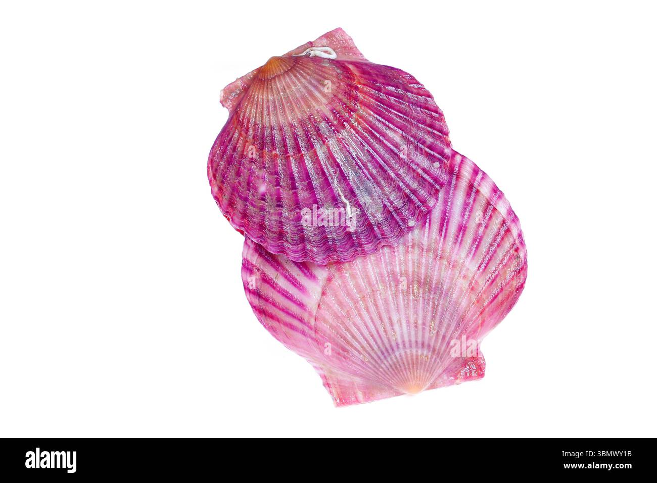 Scallops isolated on a white background, very fresh Stock Photo