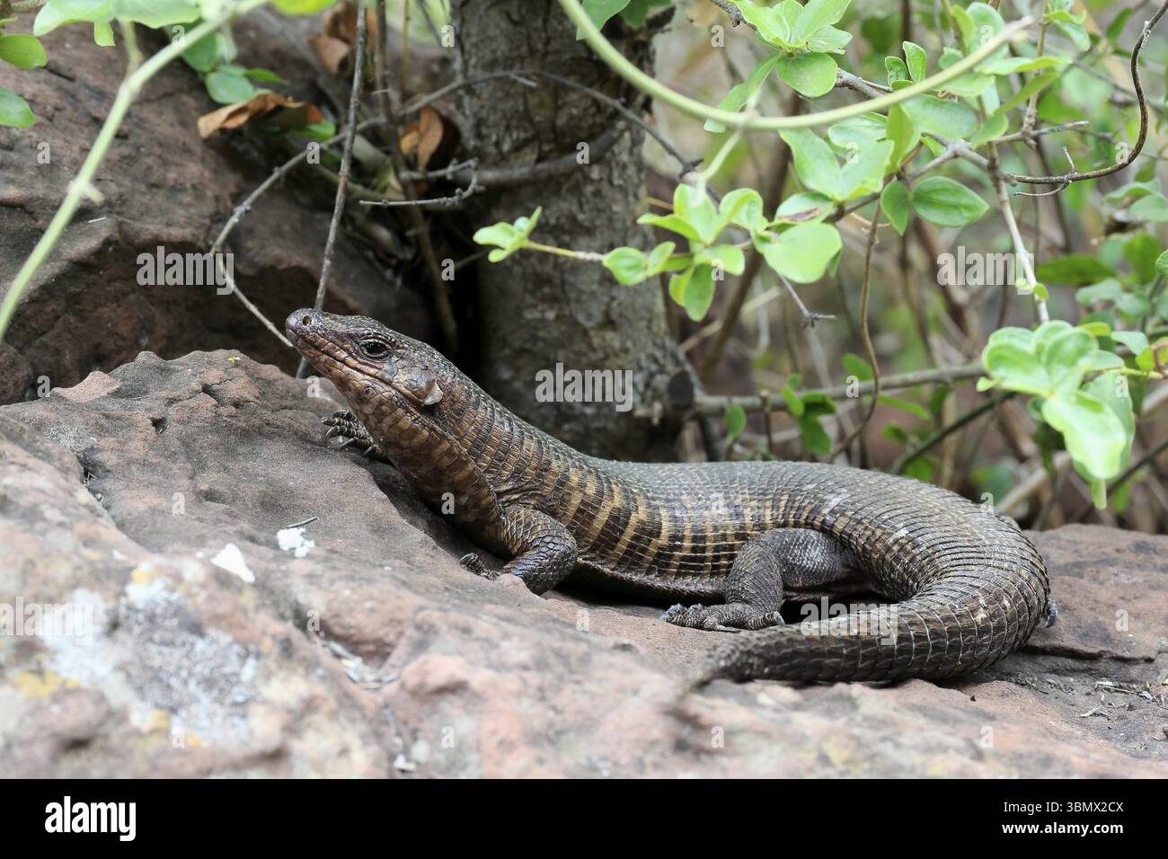 Giant striped shield lizard (Matobosaurus validus), adult, on the ...