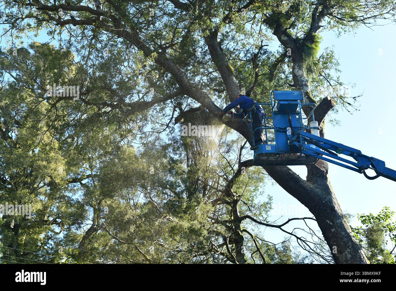 GREYMOUTH, NEW ZEALAND, 2025: Sawdust flies as an arborist cuts the branch off a New Zealand black pine tree, cut under permit. Stock Photo