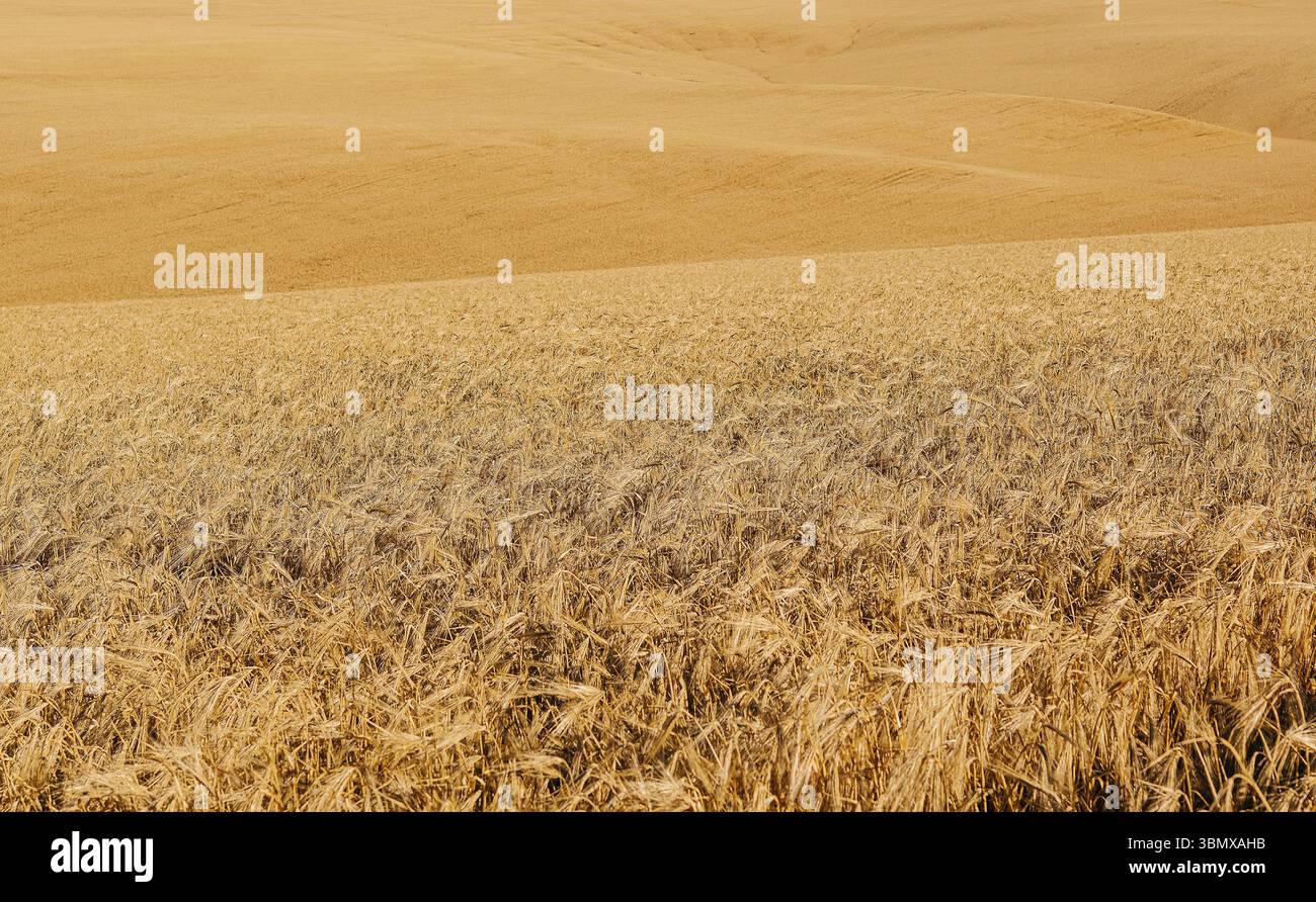 food still-life, Golden wheat field of hot summer sun Stock Photo