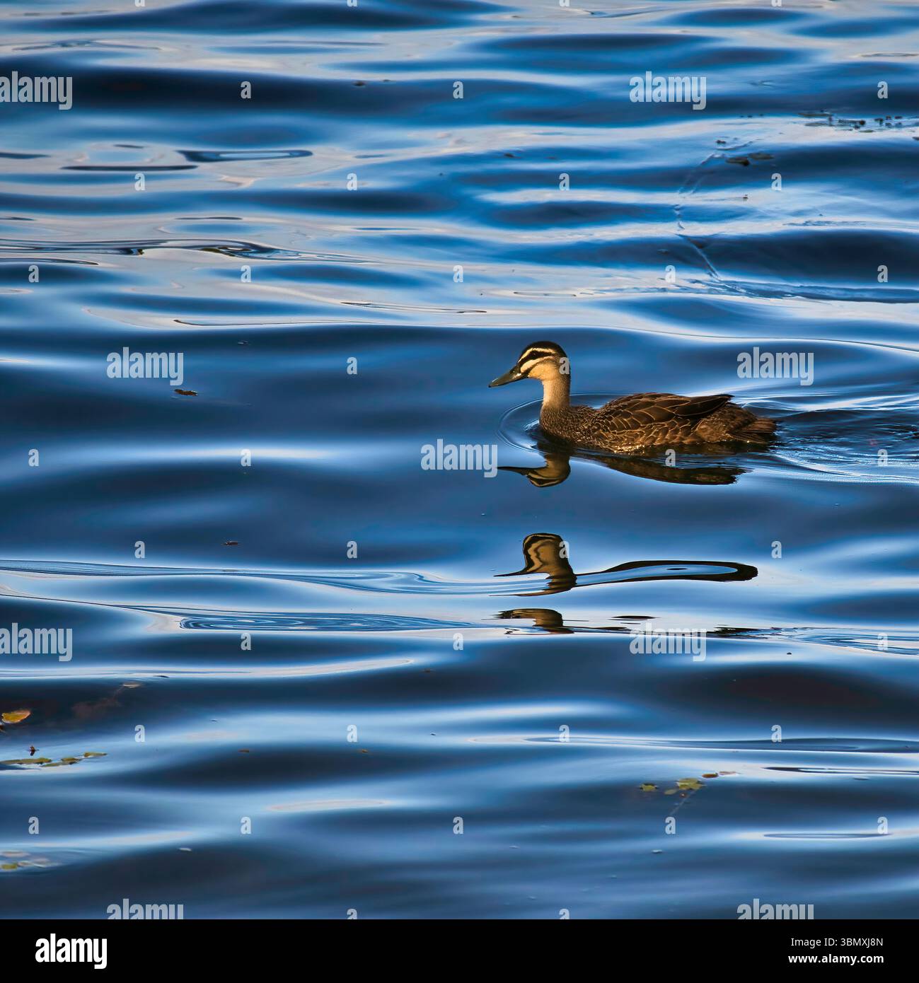 Australian black duck with clear water reflection Stock Photo - Alamy