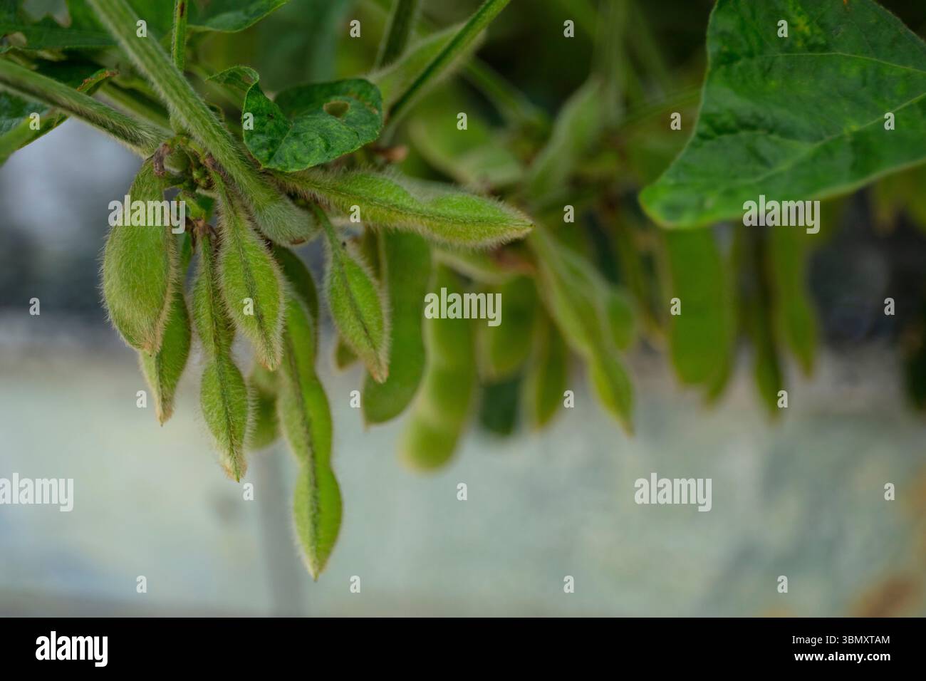 Growing green soybeans plant hi-res stock photography and images - Alamy