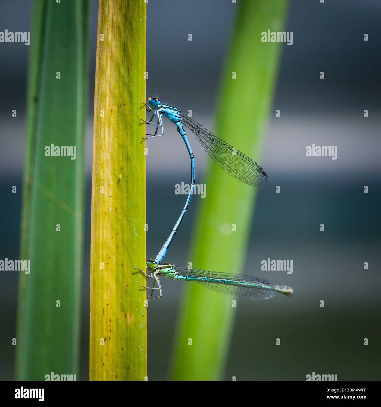 Coenagrion puella aka azure damselfly mating. Nature of Czech republic ...