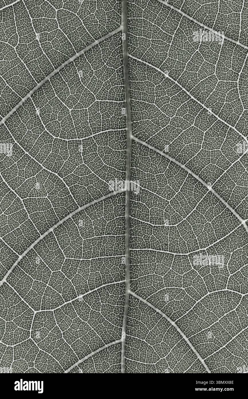 Botanical foliage pattern hi-res stock photography and images - Alamy