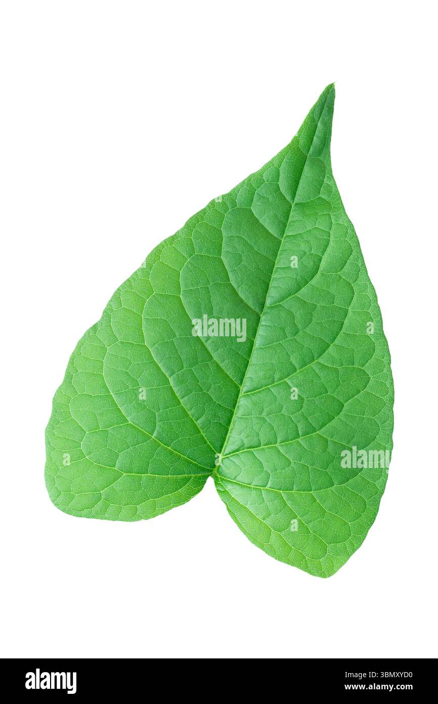 It is One green leaf like heart shape isolated on white Stock Photo - Alamy