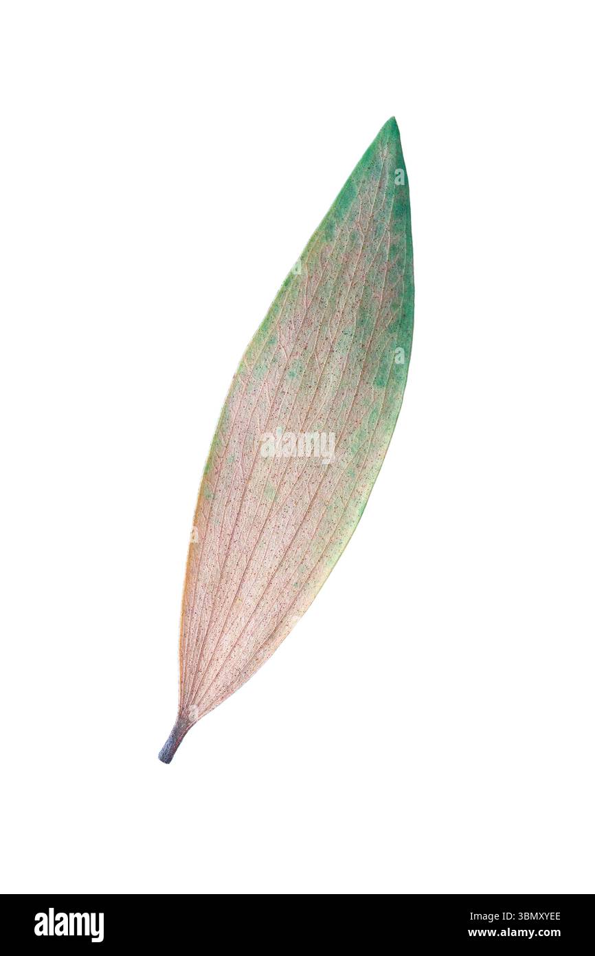 It is One dry eucalyptus leaf isolated on white. Stock Photo