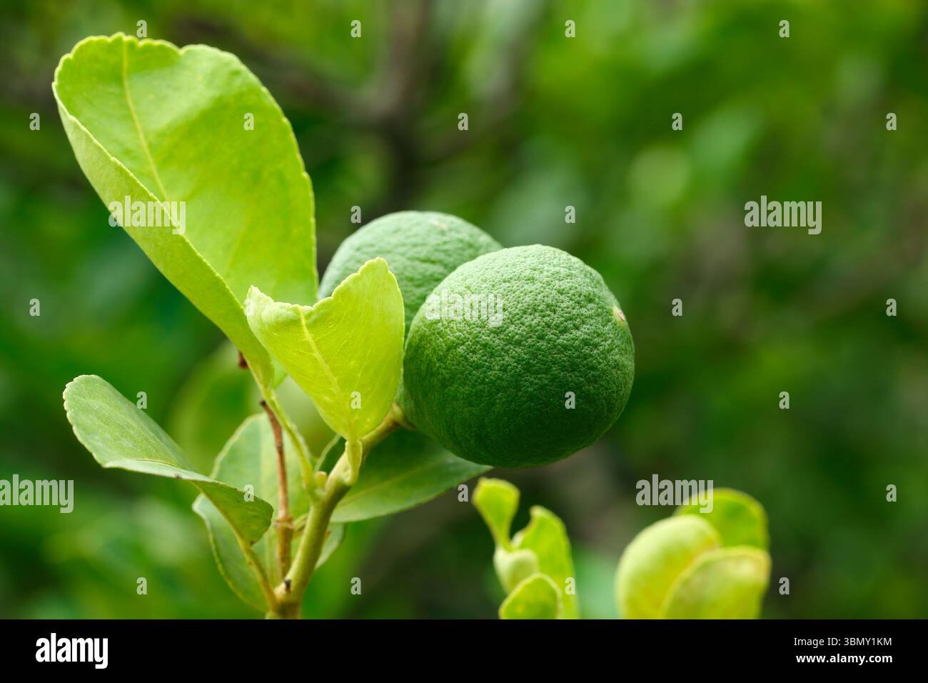 Kaffir lime tree hi-res stock photography and images - Alamy