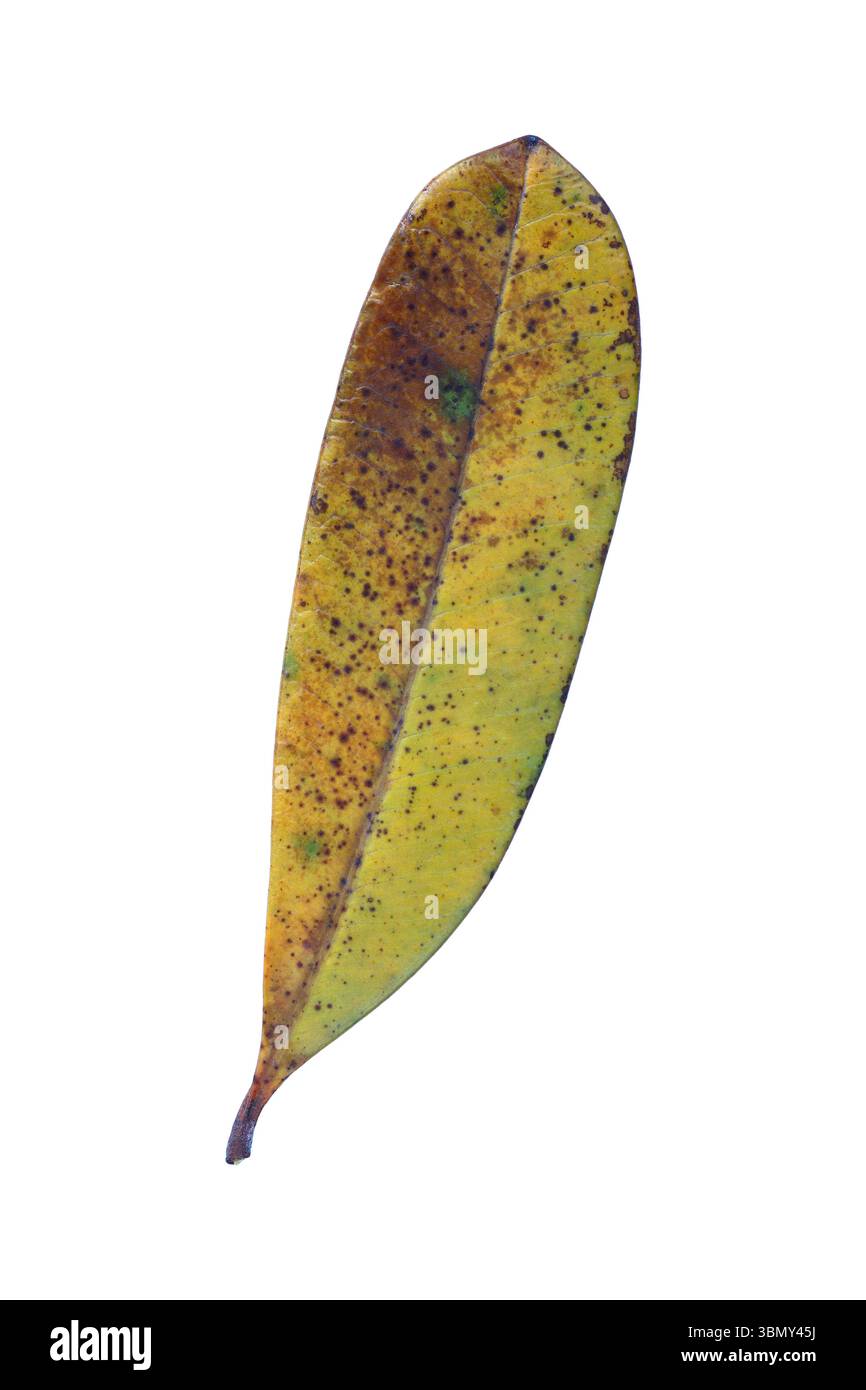 Changing of season Cut Out Stock Images Pictures Alamy