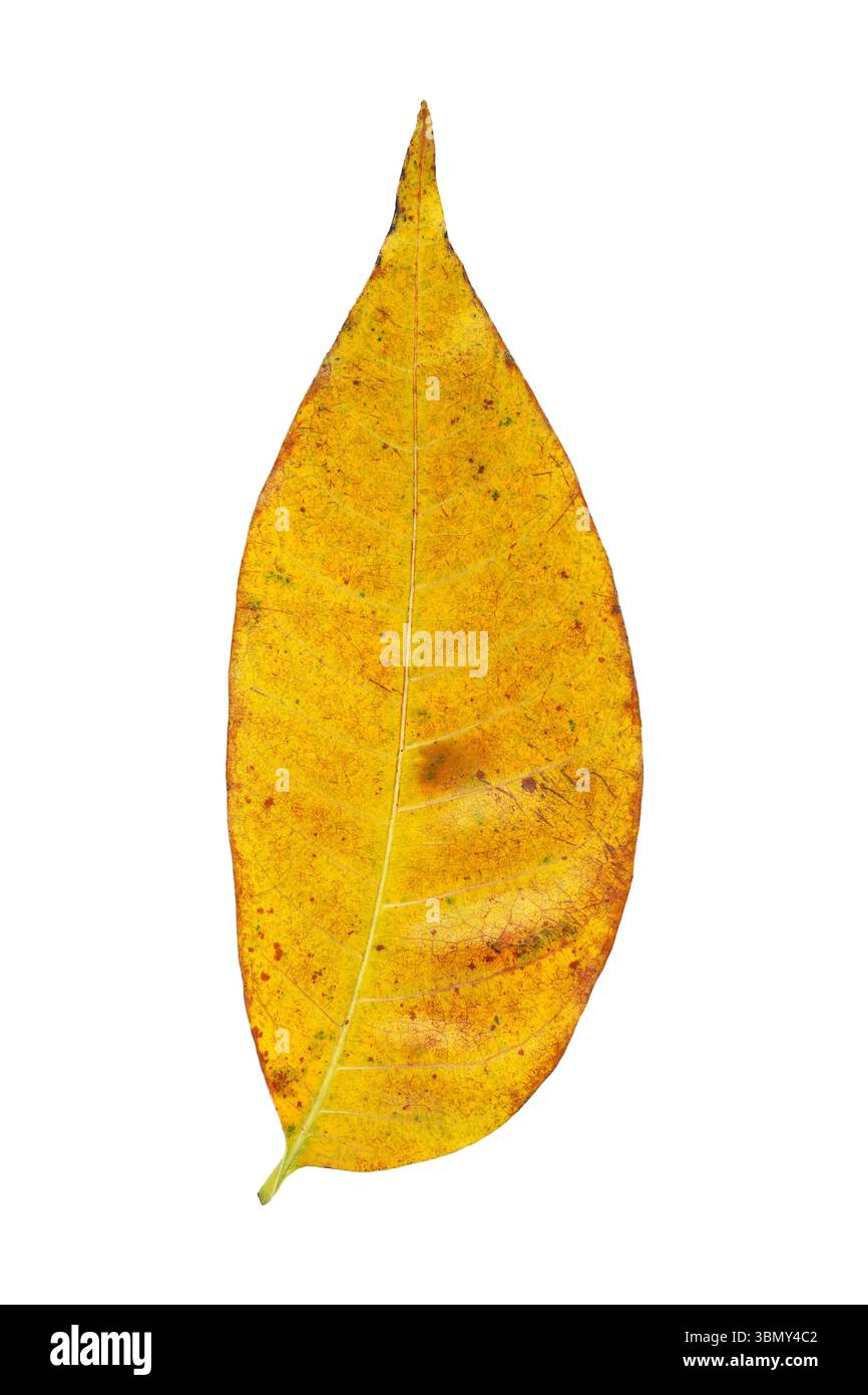 Changing of season Cut Out Stock Images Pictures Alamy