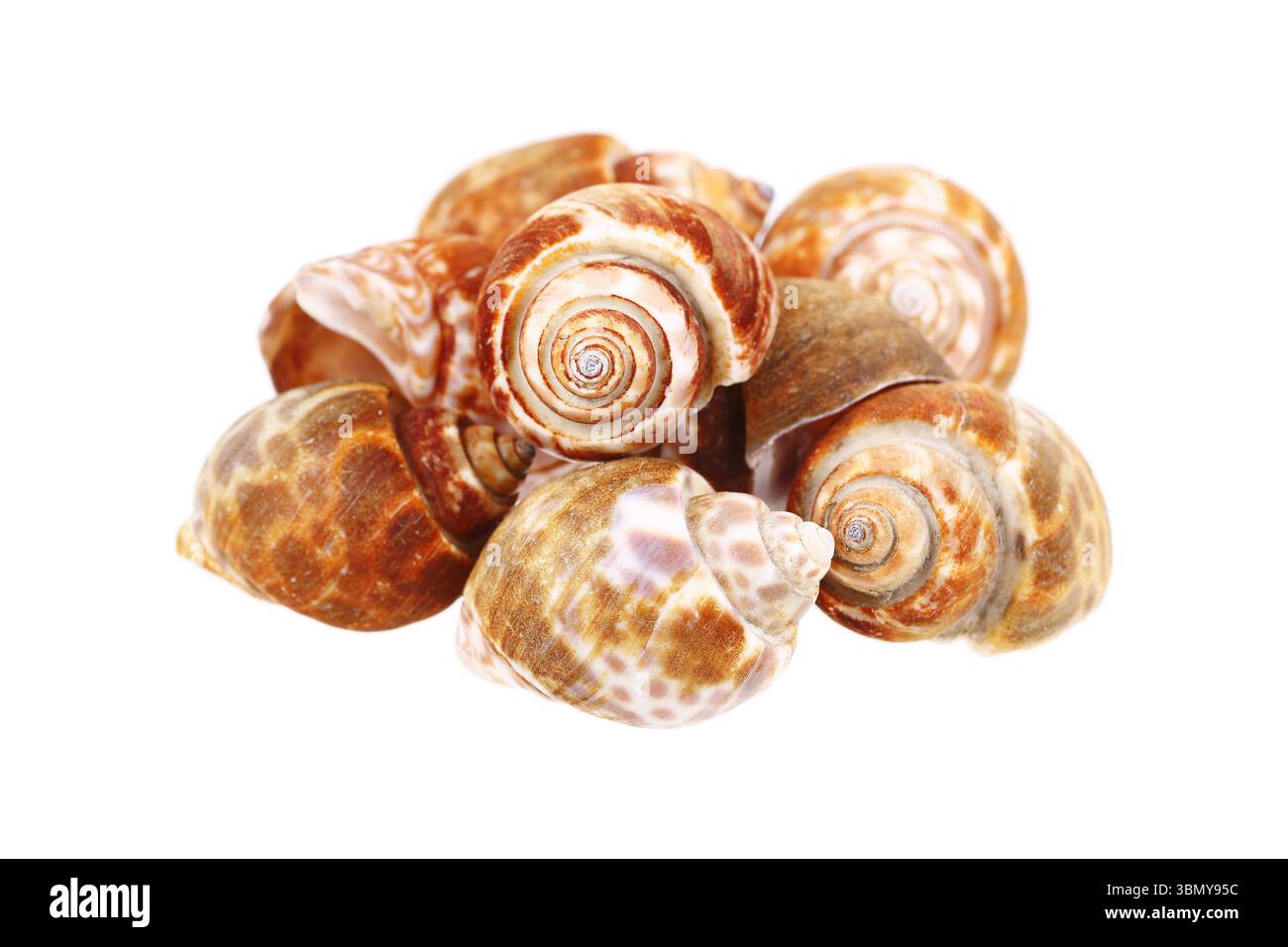 it is clams isolated on white. Stock Photo