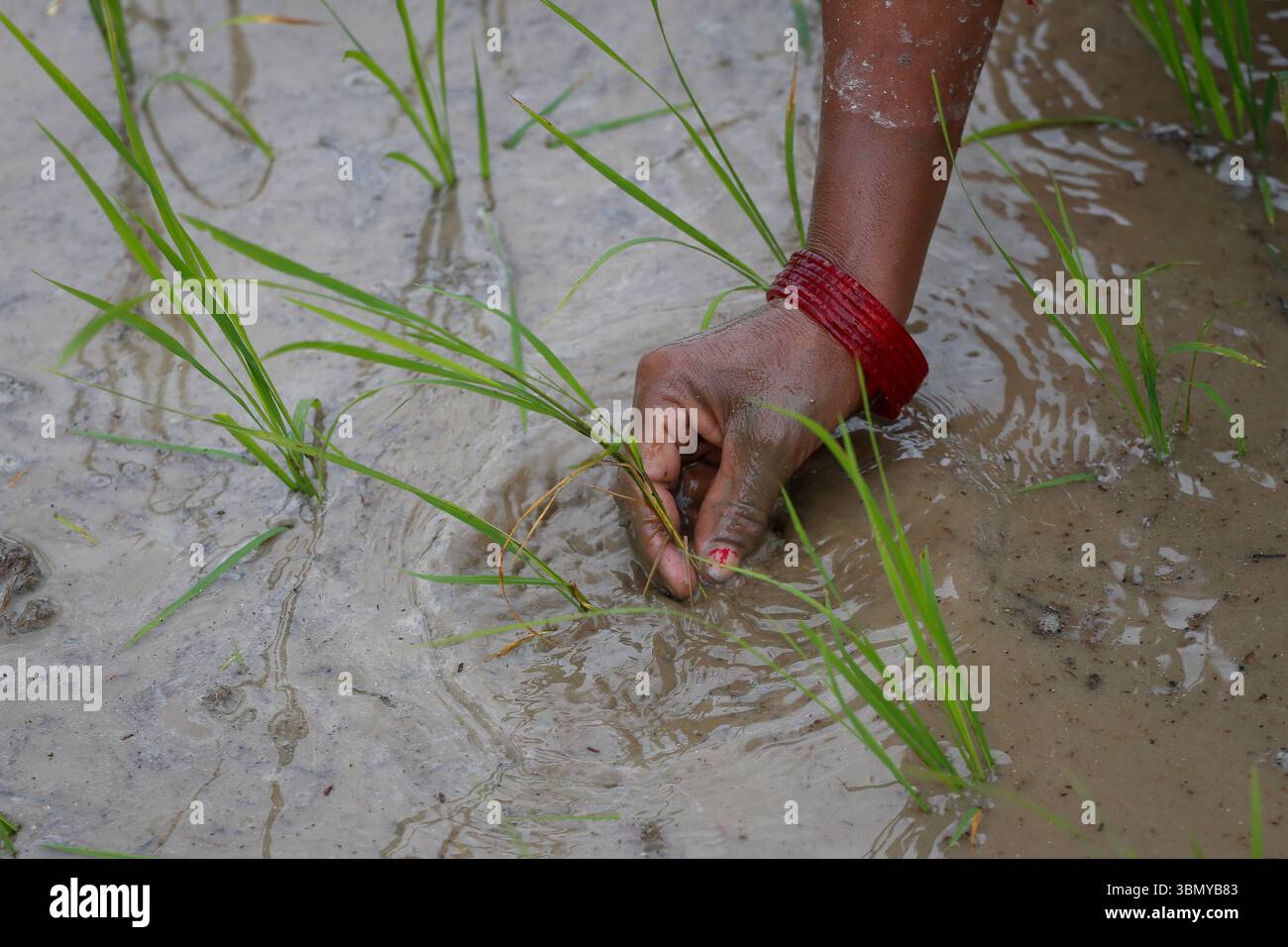On June 29, 2025, in Lalitpur, Nepal. A women plants rice seedlings ...