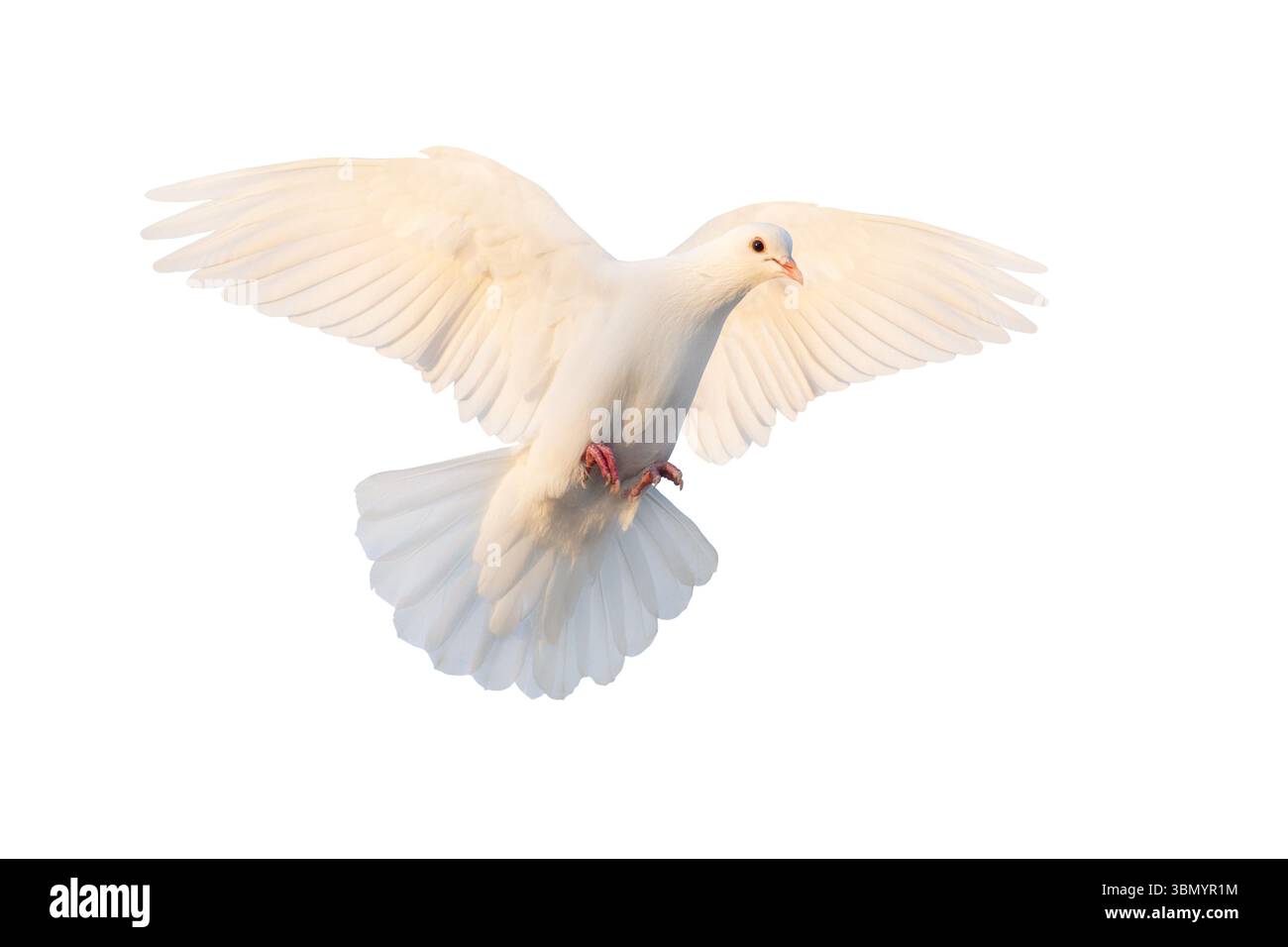White dove flying with wings wide open, isolated on white, symbol of peace Stock Photo
